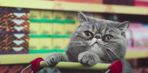 Netto cat commercial ending