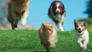 be more dog cat commercial scene