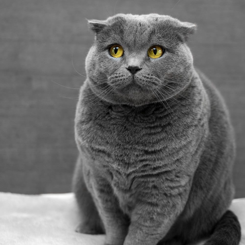 cat commercial: a gray cat is always pleasing to the eye, like this one!