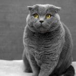 cat commercial: a gray cat is always pleasing to the eye, like this one!