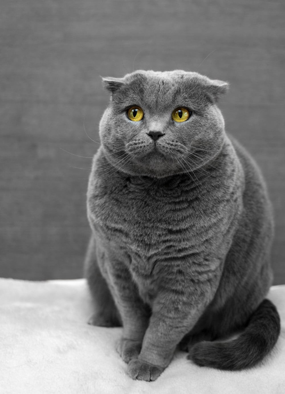 cat commercial: a gray cat is always pleasing to the eye, like this one!